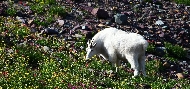 g-logan-goat.jpg
