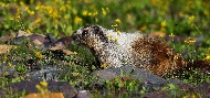 g-logan-marmot.jpg
