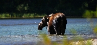 g-mama-moose.jpg