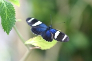 butterfly3.jpg