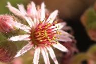 cos_flower4.jpg